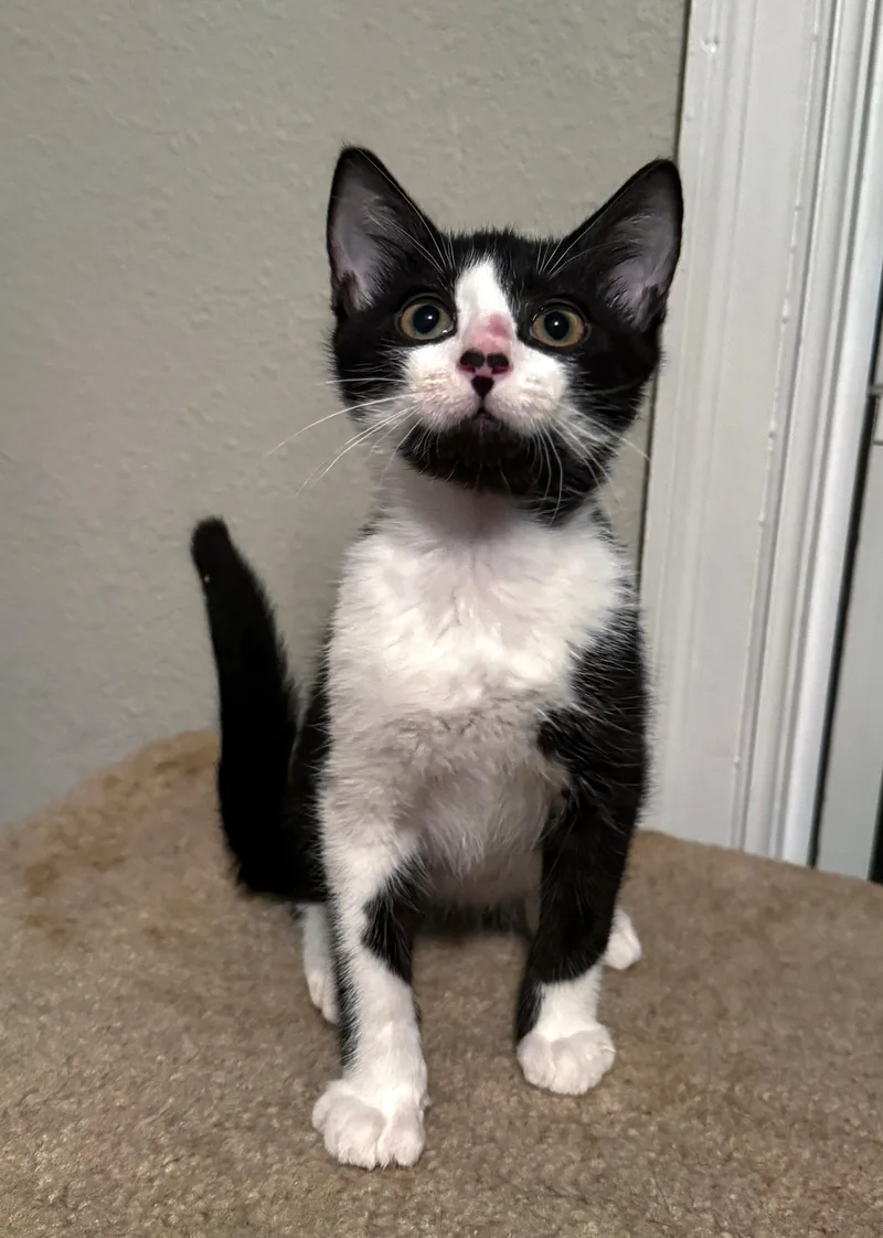 A baby medium-sized male Black & White / Tuxedo Domestic Short Hair cat named Garbanzo for adoption in Jacksonville, FL