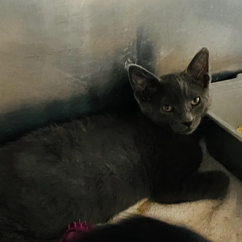 A baby small-sized male Gray / Blue / Silver Domestic Short Hair cat named Boy next door for adoption in Wilmington, DE