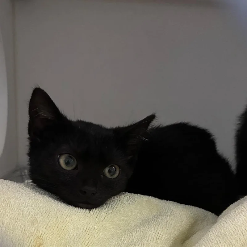 A baby small-sized female Black Domestic Short Hair cat named Luci for adoption in Greensboro, NC