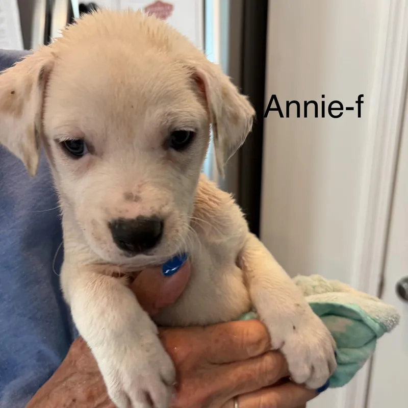 Annie