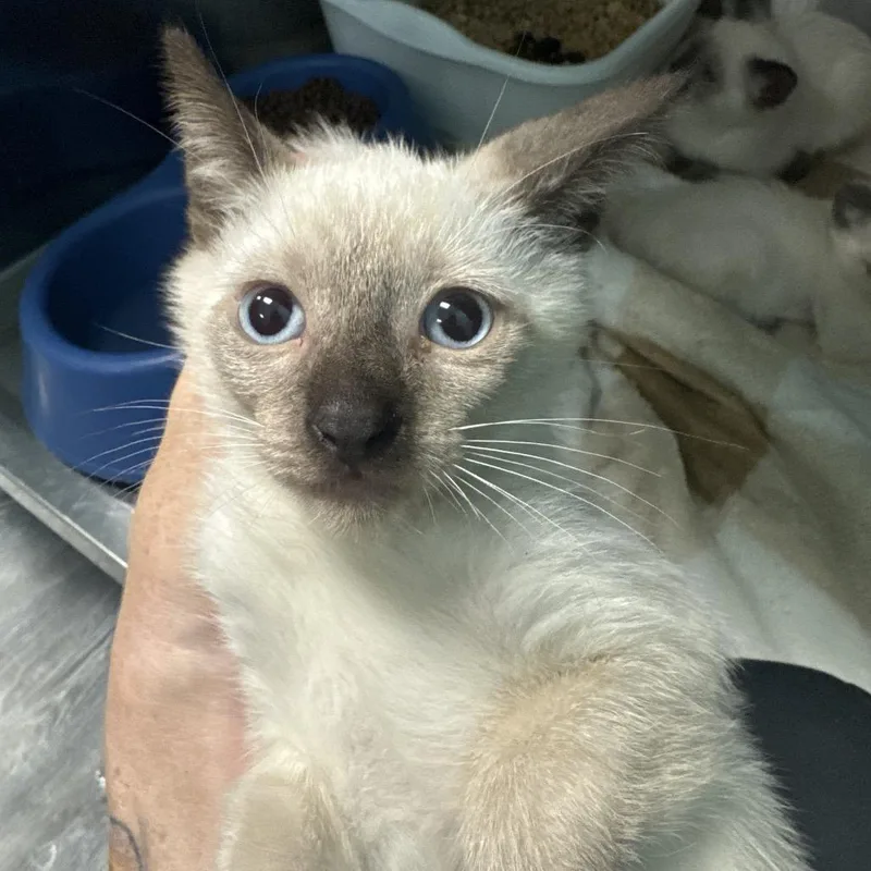 A baby small-sized male White Siamese cat named Keanu for adoption in Lake Jackson, TX