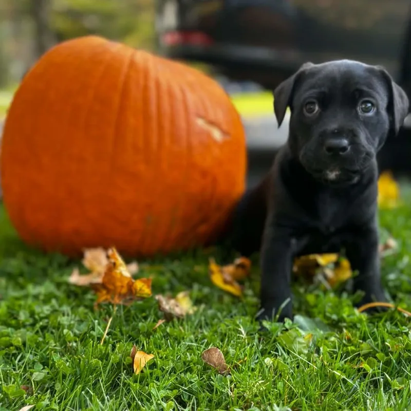 A baby medium-sized female Labrador Retriever dog named Chipper for adoption in Brockport, NY