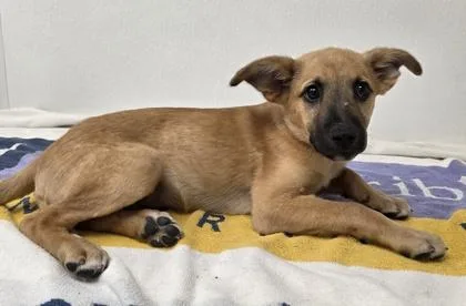 A young large-sized male Shepherd dog named Carmelo for adoption in Phoenix, AZ