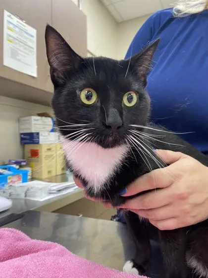 An adult medium-sized male Domestic Short Hair cat named Davis for adoption in Fishers, IN