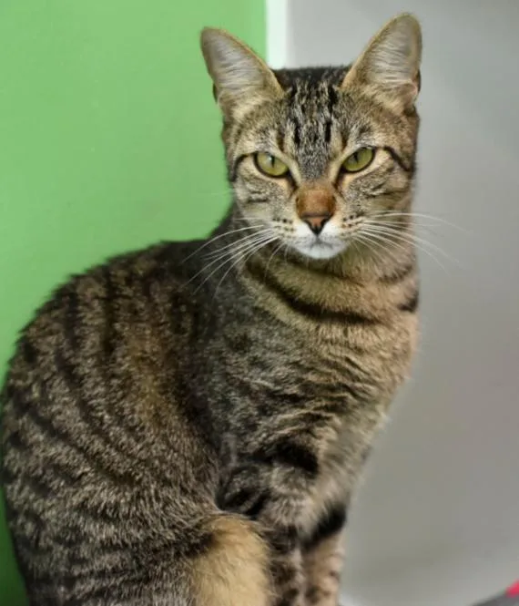 An adult medium-sized female Tabby (Brown / Chocolate) Domestic Short Hair cat named Mirabelle for adoption in Marietta, GA