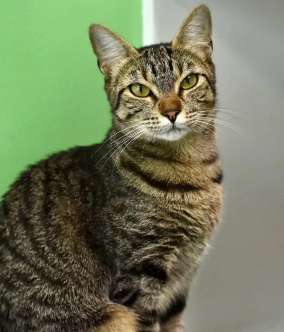 Mirabelle thumbnail 2