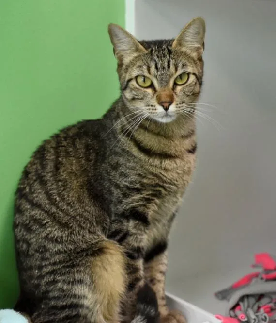 Mirabelle thumbnail 3