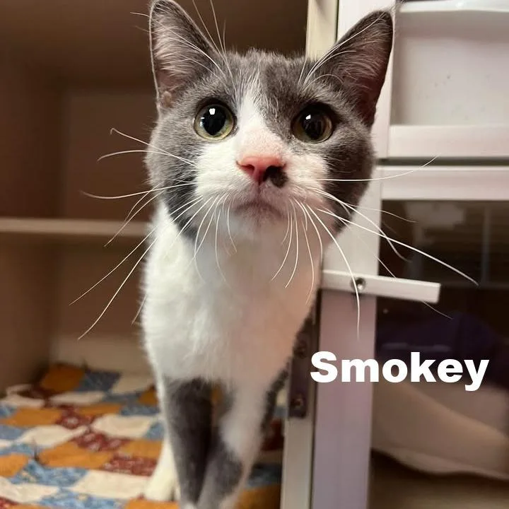 An adult medium-sized male Gray / Blue / Silver Domestic Short Hair cat named Smokey for adoption in Escanaba, MI