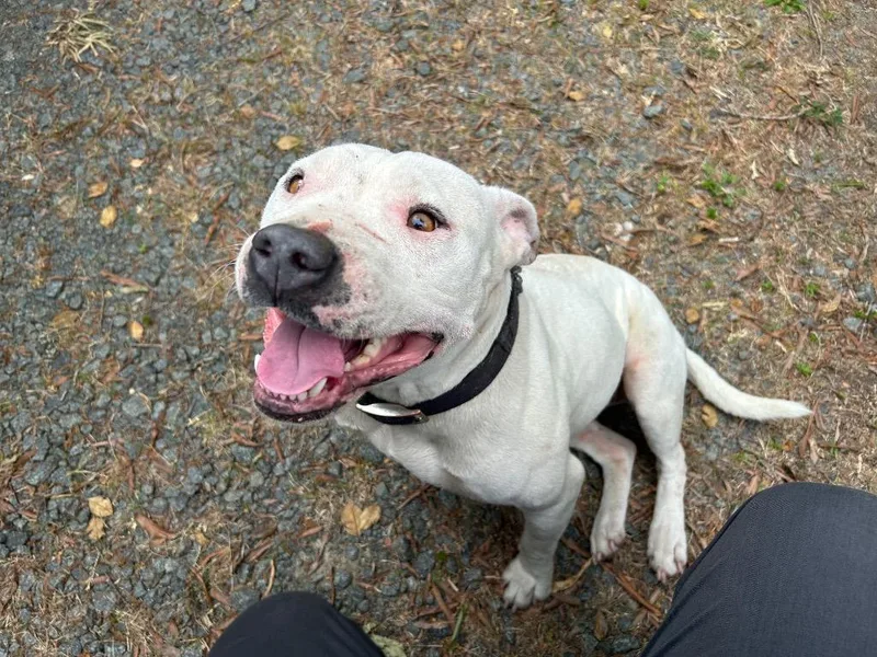 A young large-sized female Mixed Breed dog named Sabrina for adoption in Oxford, NC