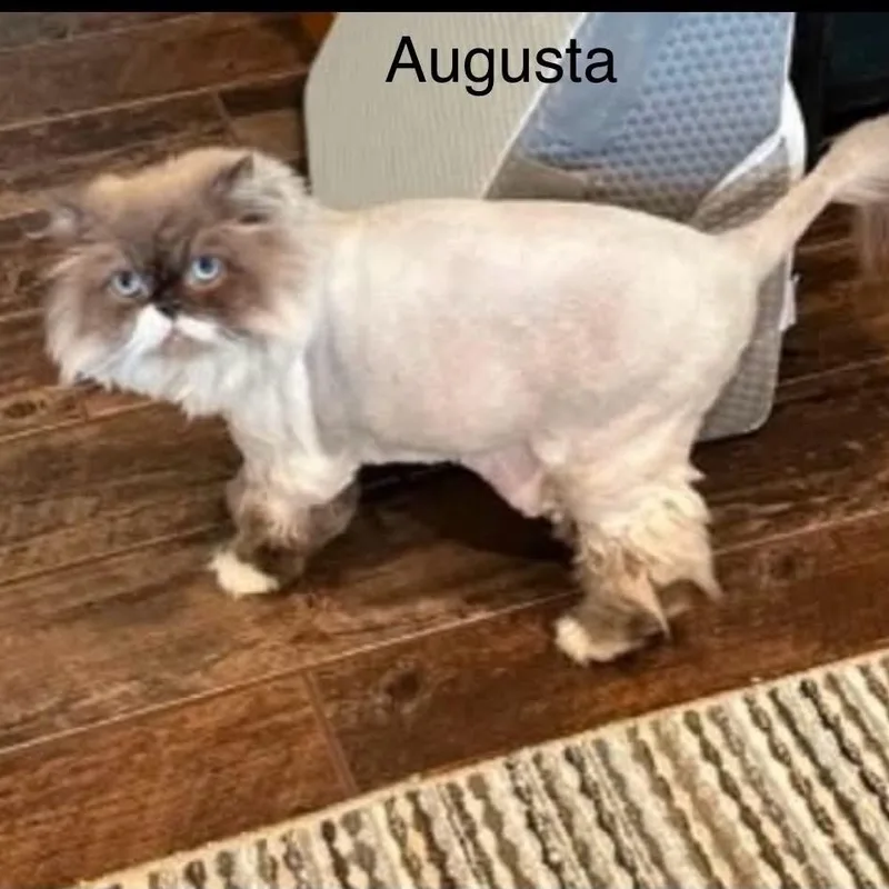 An adult medium-sized male Buff / Tan / Fawn Persian cat named Augustus and Gertrude  for adoption in Wyandotte, MI