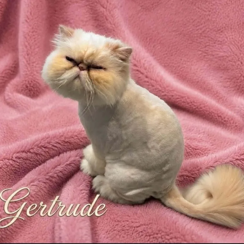 Augustus and Gertrude  thumbnail 2