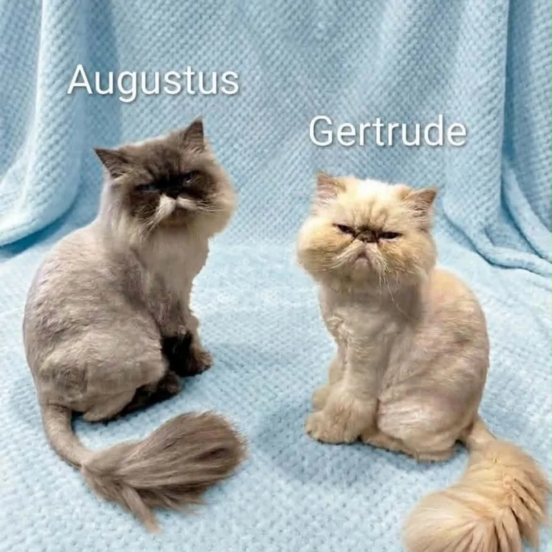 Augustus and Gertrude  thumbnail 3