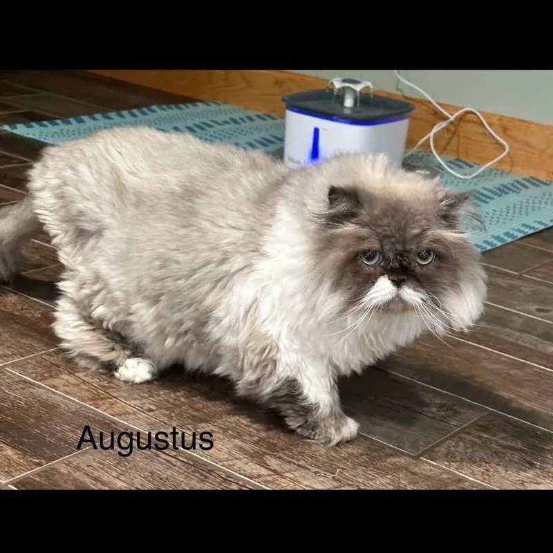 Augustus and Gertrude  thumbnail 4