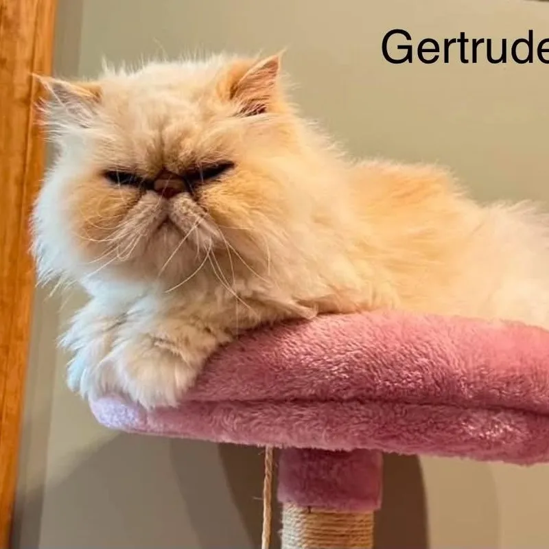 Augustus and Gertrude  thumbnail 6