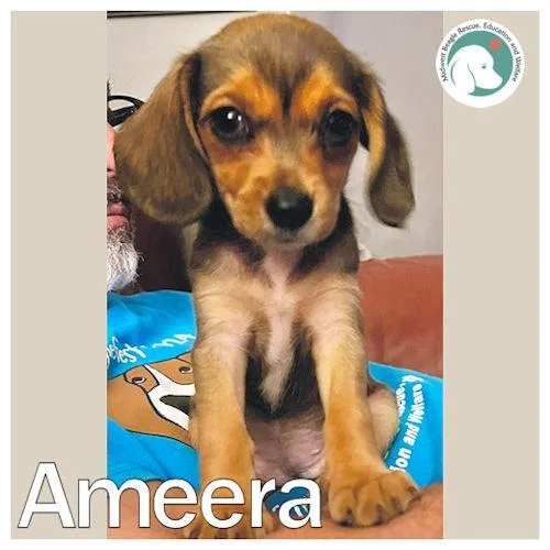 Ameera