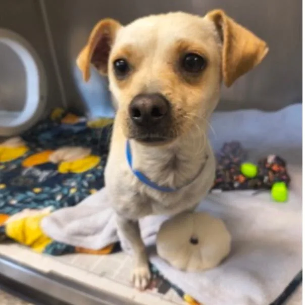 An adult small-sized male White / Cream Chihuahua dog named Butterscotch for adoption in Tacoma, WA