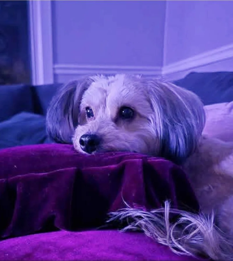 A senior small-sized female Mixed Breed dog named Sadie for adoption in Dorr, MI