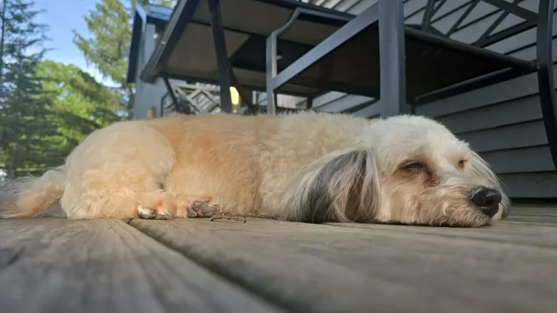 Sadie thumbnail 2