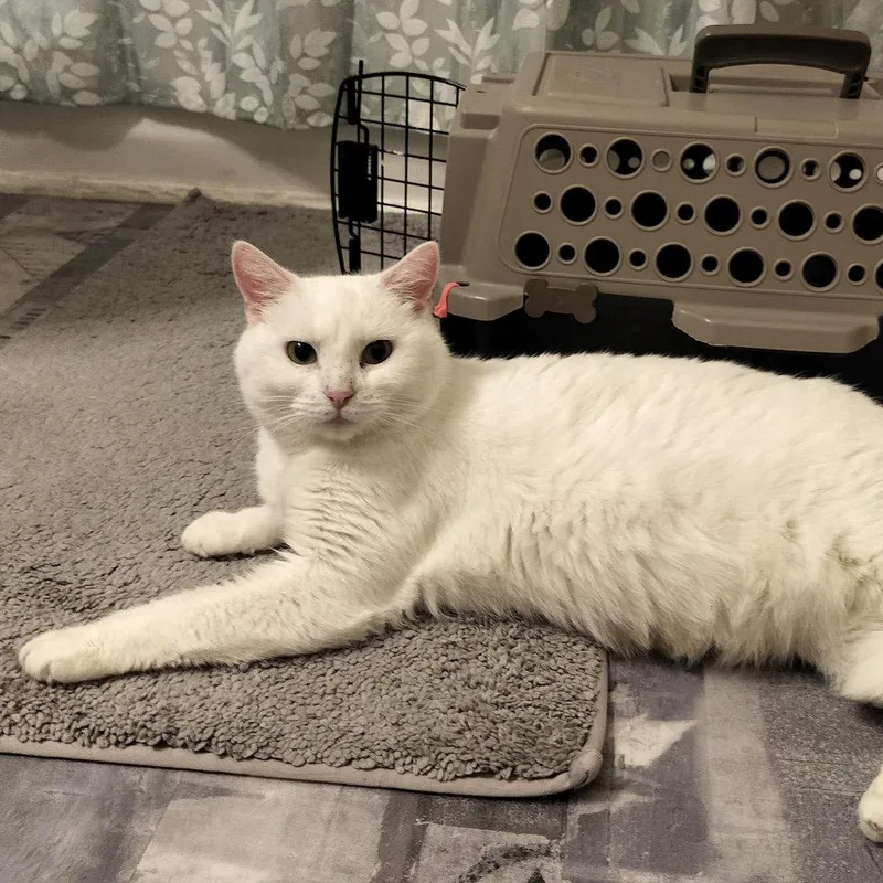 An adult medium-sized female White Domestic Short Hair cat named Blair for adoption in Dublin, OH