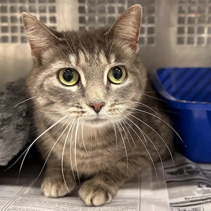 An adult small-sized female Gray / Blue / Silver Domestic Short Hair cat named Whitton for adoption in Mount Vernon, IN