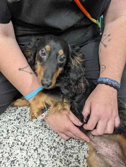 An adult small-sized female Dachshund dog named Sadie for adoption in West Chester, PA