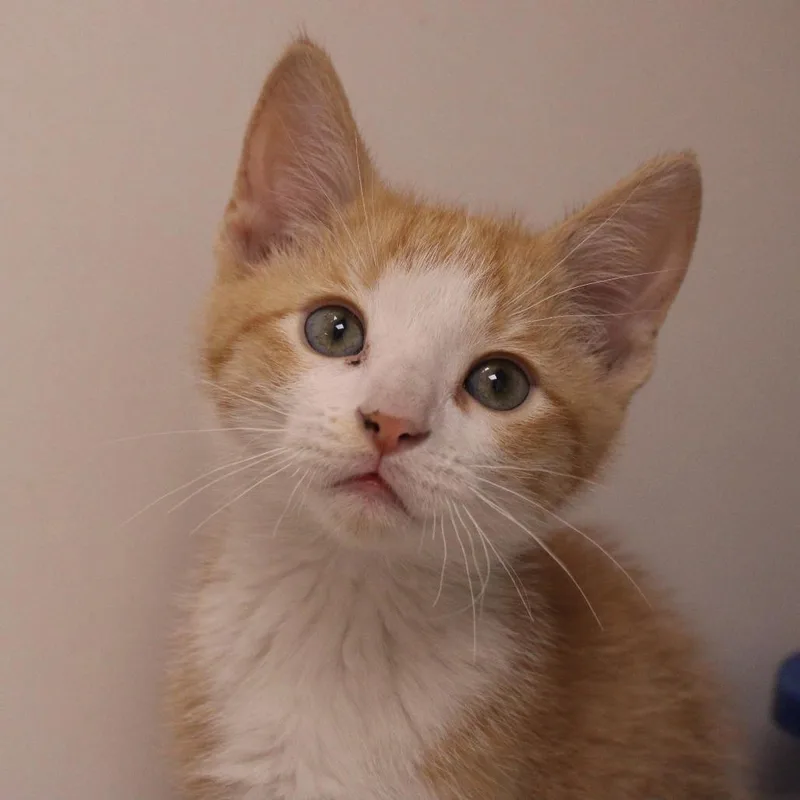 A baby small-sized male Orange / Red Domestic Short Hair cat named Cream for adoption in Champaign, IL