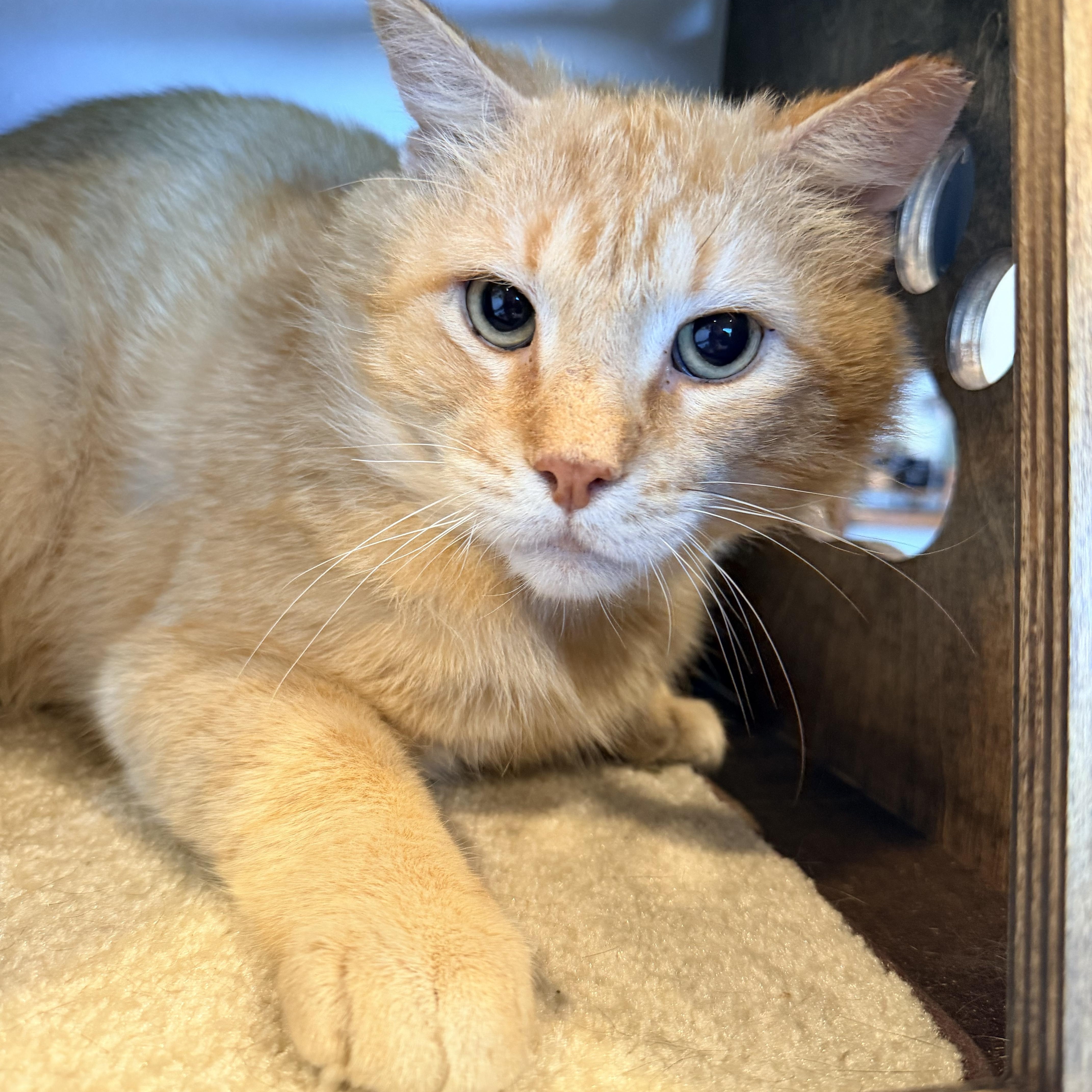 An adult large-sized male Domestic Short Hair cat named Scarface for adoption in Bellmawr, NJ