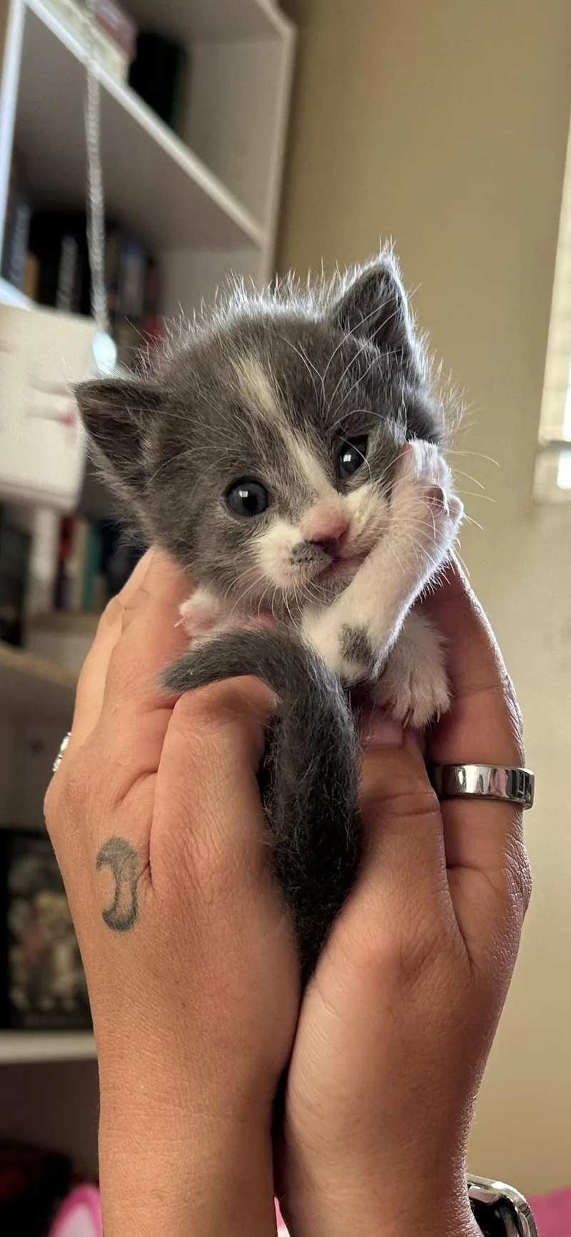 A baby medium-sized male Gray / Blue / Silver Domestic Short Hair cat named Drax for adoption in Fruit Heights, UT