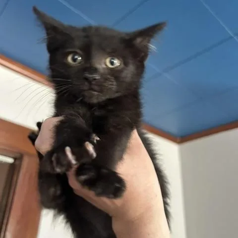 Toast thumbnail 2
