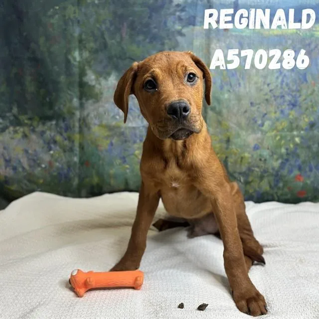 A baby medium-sized male Doberman Pinscher dog named Reginald for adoption in Huntsville, AL
