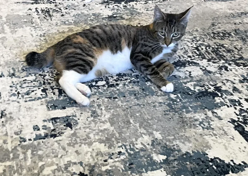 An adult medium-sized female Tabby (Brown / Chocolate) Domestic Short Hair cat named Aurora for adoption in Hillsboro, OR