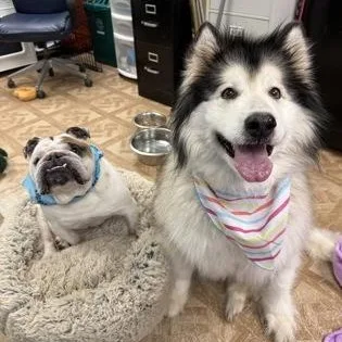 Diesel & Malibu thumbnail 2