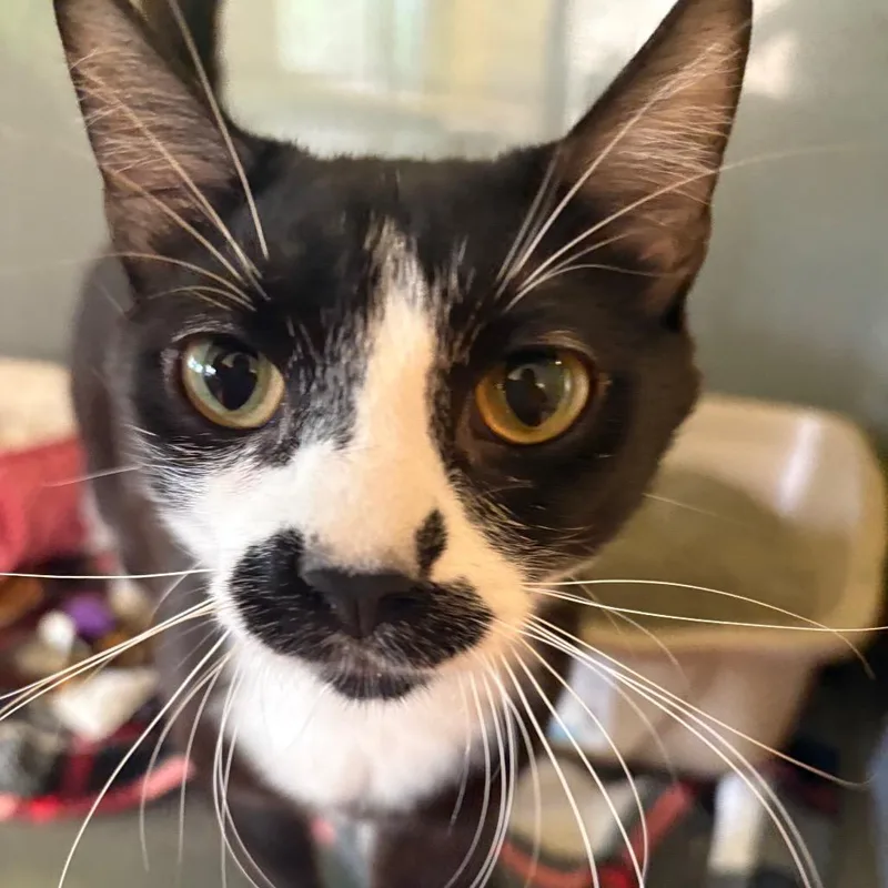 A young small-sized male Black Domestic Short Hair cat named Sam Porter Bridges for adoption in Chicago, IL