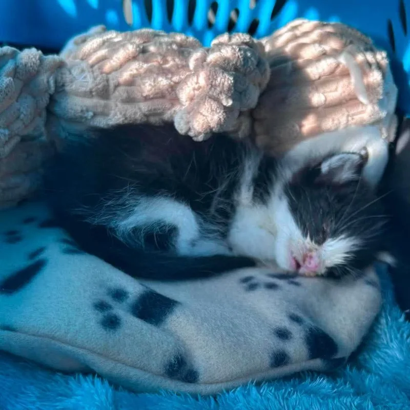 A baby small-sized male Black Domestic Short Hair cat named Tiny Tim for adoption in Nampa, ID