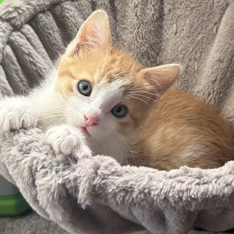 Benny