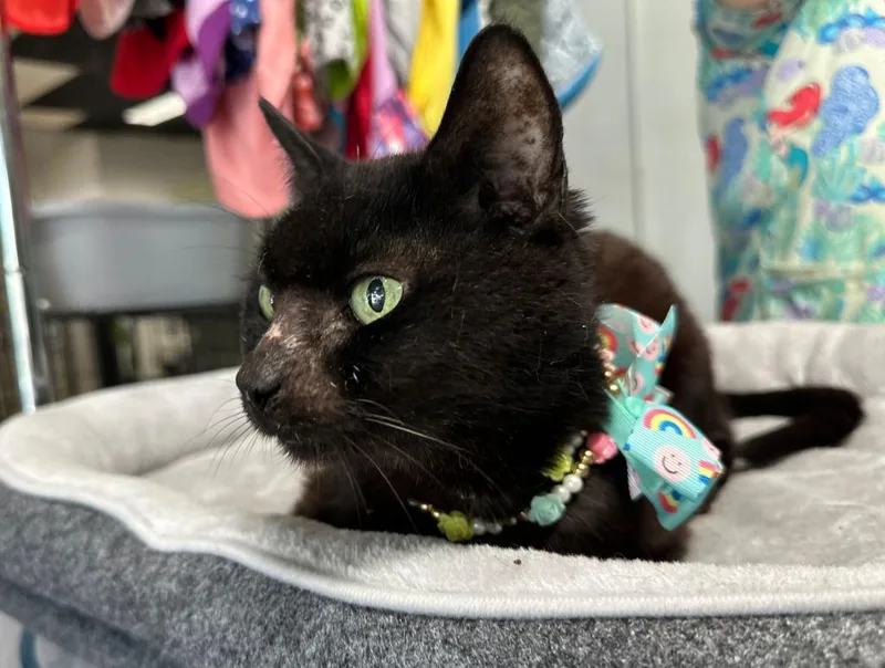 Raphaela thumbnail 3