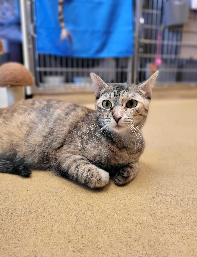 An adult medium-sized female Torbie Domestic Short Hair cat named Kathy for adoption in Nantucket, MA