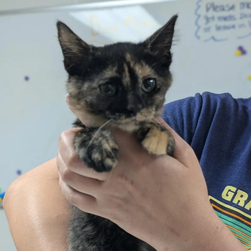 Stella