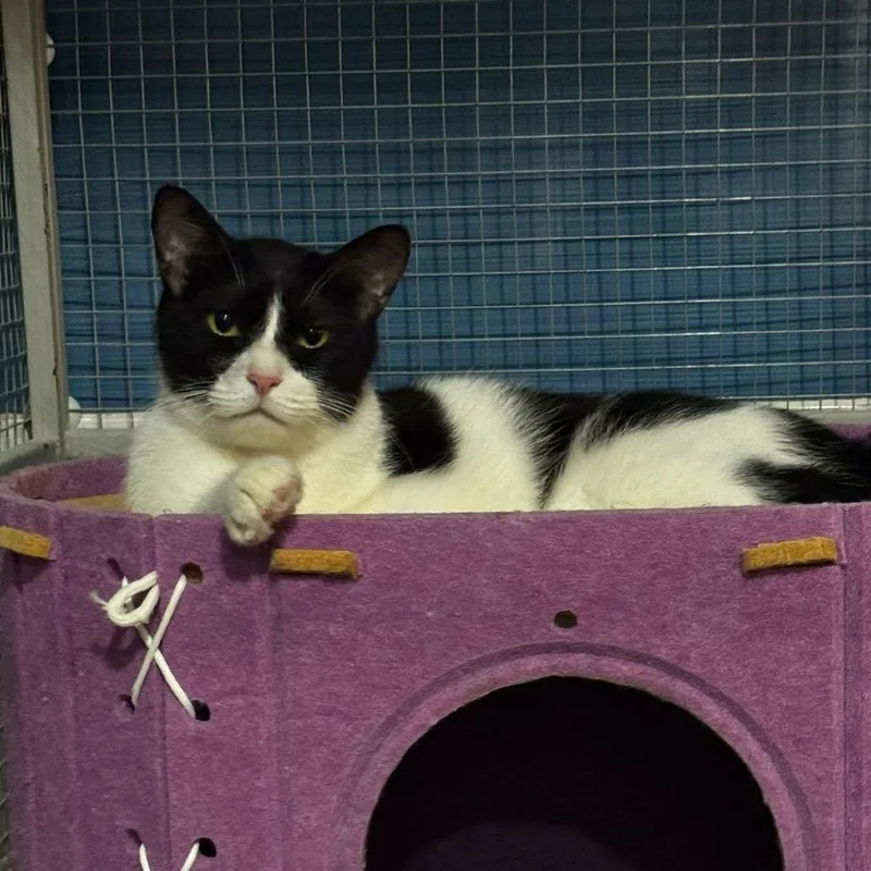 An adult small-sized male White Domestic Short Hair cat named Tarzan  Qatar for adoption in Fairfax Station, VA