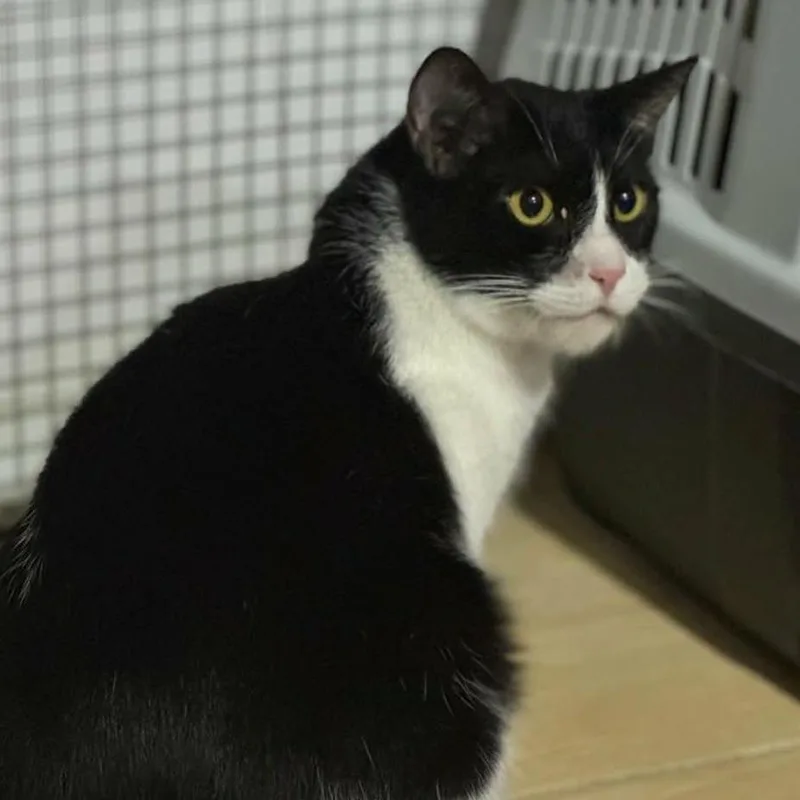 Tarzan  Qatar thumbnail 2