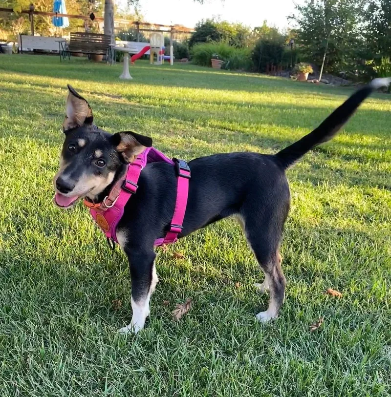 A young medium-sized female Smooth Collie dog named Mina for adoption in Davis, CA