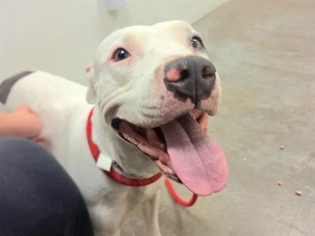 An adult large-sized male Pit Bull Terrier dog named Veggito for adoption in Phoenix, AZ