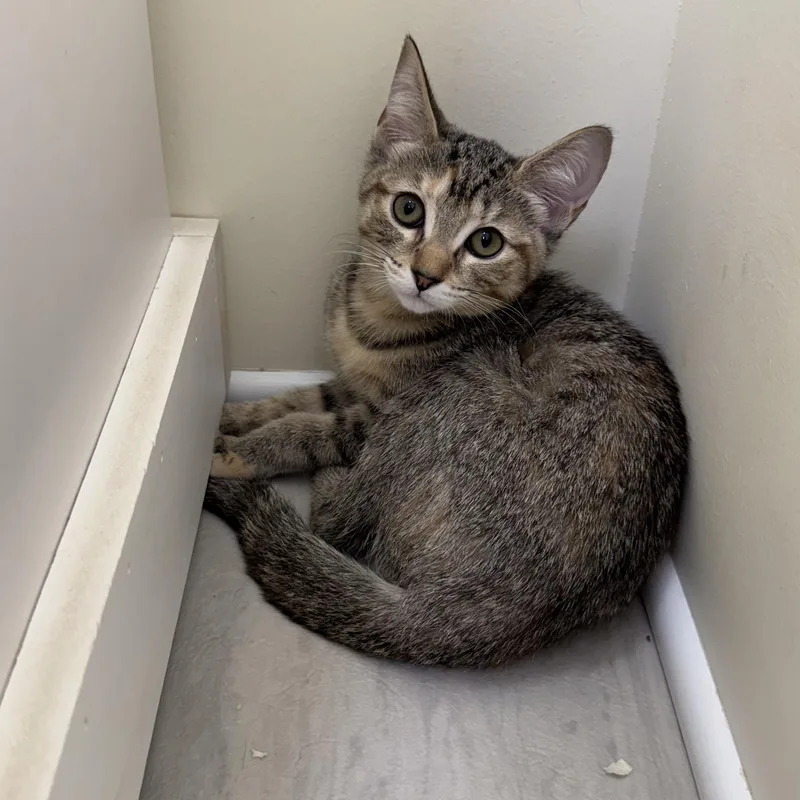 A baby small-sized female Torbie Extra-Toes Cat / Hemingway Polydactyl cat named Sylvia for adoption in East Northport, NY