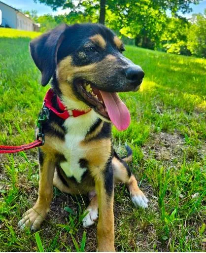 Puppy Wyatt