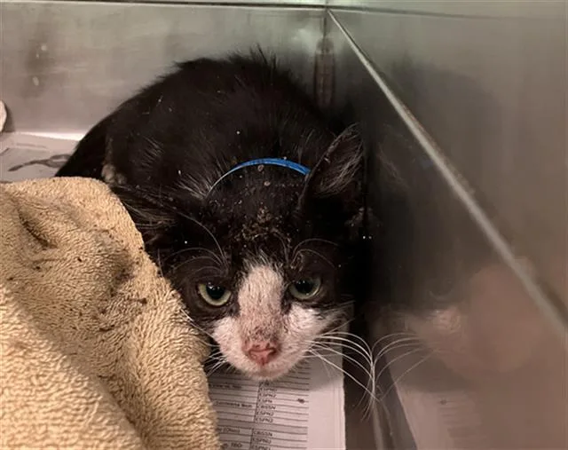 A baby small-sized male Domestic Short Hair cat named A for adoption in Long Beach, CA