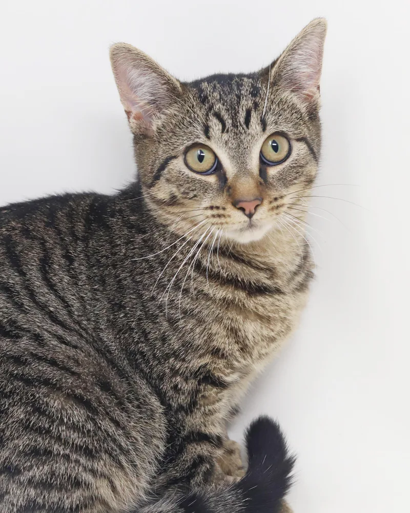 A baby small-sized female Tabby cat named Apple our love for adoption in Bedford Hills, NY