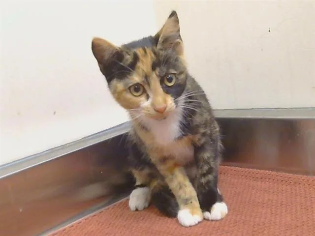 A baby small-sized female Domestic Short Hair cat named Kyrie for adoption in Sacramento, CA