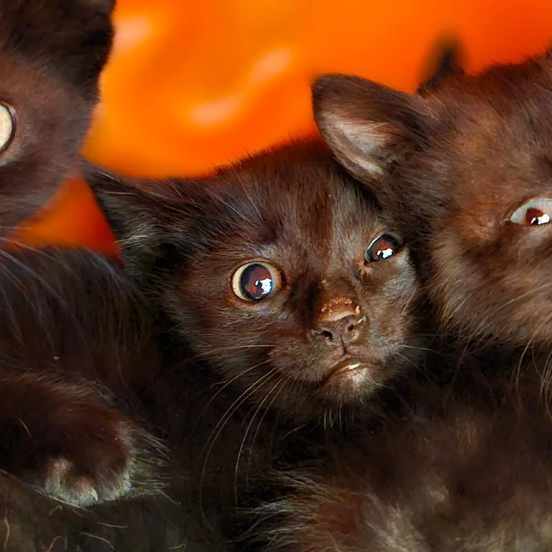 A baby small-sized female Black Domestic Short Hair cat named Ebhsstray_ for adoption in Brookfield, WI