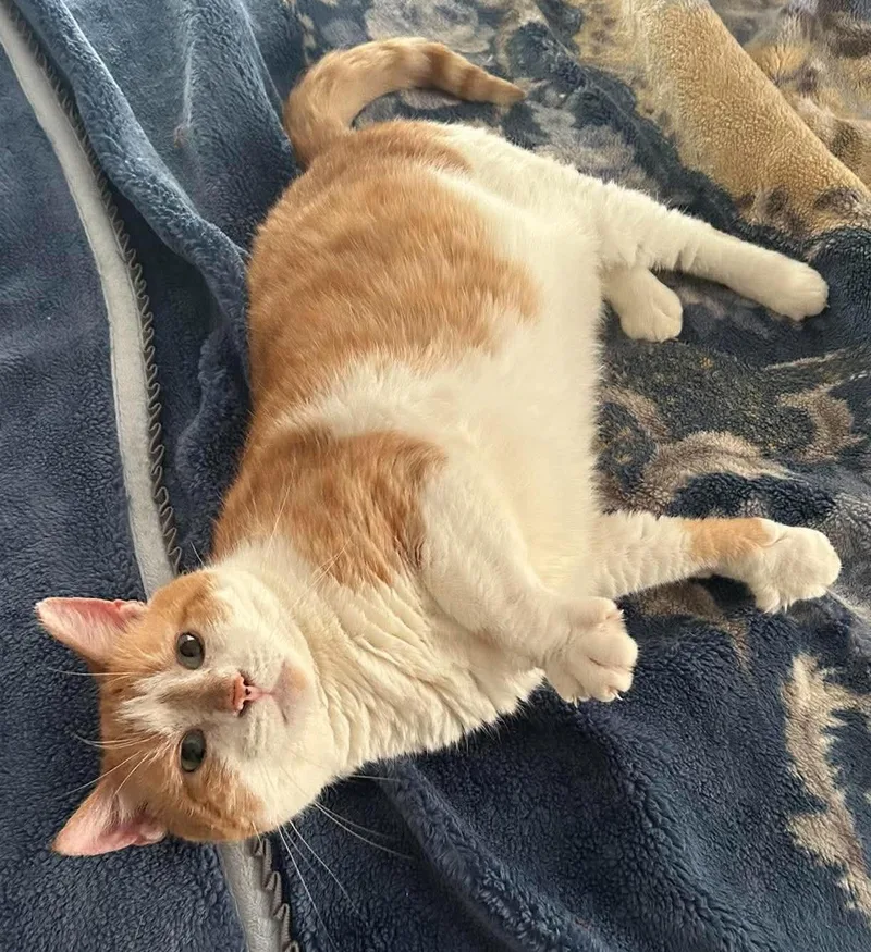 A young medium-sized male Tabby cat named Red for adoption in Rogersville, TN