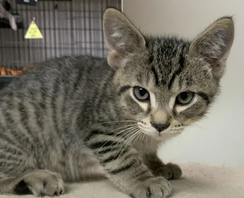 A baby medium-sized male Tabby (Brown / Chocolate) Domestic Short Hair cat named Nero for adoption in Milwaukee, WI